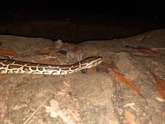 Python bivittatus