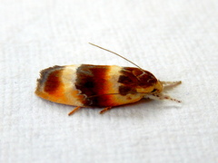 Piloprepes anassa