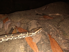 Python bivittatus