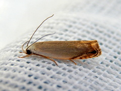 Plectophila discalis