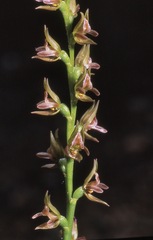 Prasophyllum maccannii