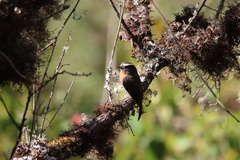 Ochthoeca rufipectoralis