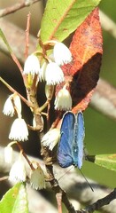 Eirmocides margarita