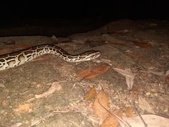Python bivittatus