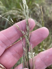 Diplachne fusca