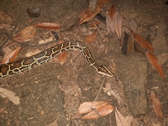 Python bivittatus