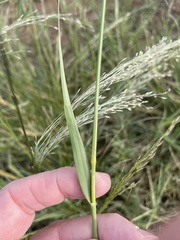 Diplachne fusca