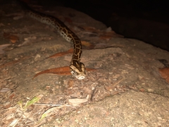 Python bivittatus