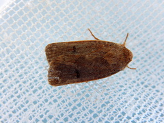 Proteuxoa hypochalchis