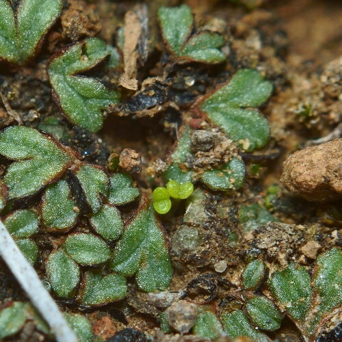 Dudleya parva