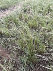 Diplachne fusca
