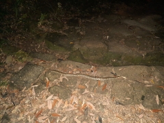 Python bivittatus