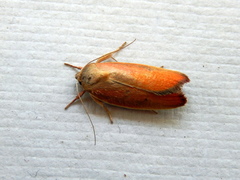 Ptyoptila matutinella
