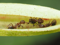 Dolichoderus thoracicus