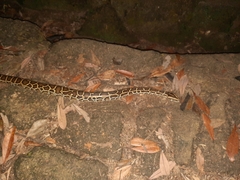 Python bivittatus