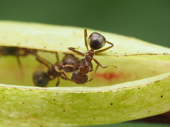 Dolichoderus thoracicus