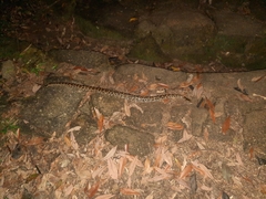 Python bivittatus