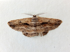 Scioglyptis chionomera