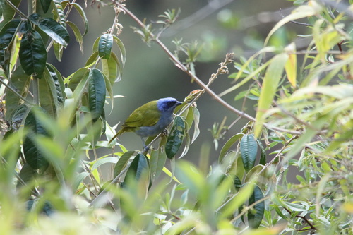 Blue-capped Tanager (Sporathraupis cyanocephala), photo 5