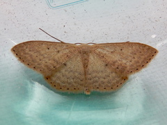 Scopula optivata
