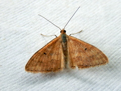 Scopula rubraria