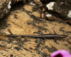 Cryptoblepharus pannosus