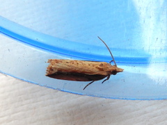 Statherotis euryphaea