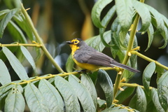 Myioborus melanocephalus