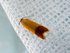 Tachystola stenoptera