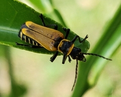 Chauliognathus flavipennis