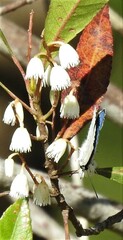 Eirmocides margarita
