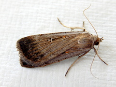 Tathorhynchus fallax