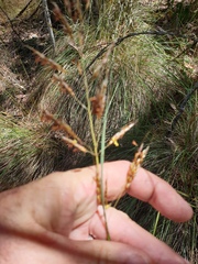Sorghum leiocladum