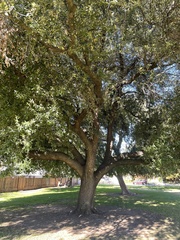 Quercus ilex