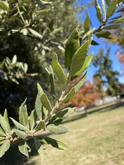 Quercus ilex