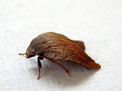 Tortricopsis pyroptis