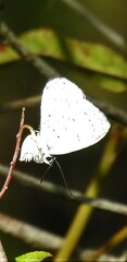 Eirmocides margarita
