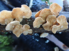 Chaetocalathus cocciformis