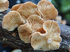 Chaetocalathus cocciformis