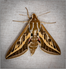 Hyles livornicoides