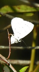 Eirmocides margarita