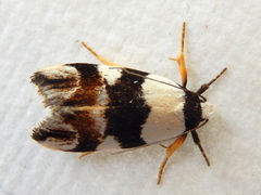 Zonopetala decisana