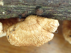 Chaetocalathus cocciformis