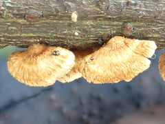 Chaetocalathus cocciformis