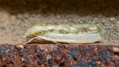 Earias huegeliana