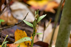 Galearis spectabilis