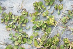 Angiospermae