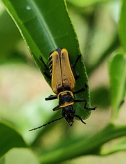 Chauliognathus flavipennis