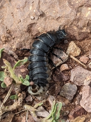 Carabina