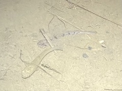 Ctenogobius boleosoma